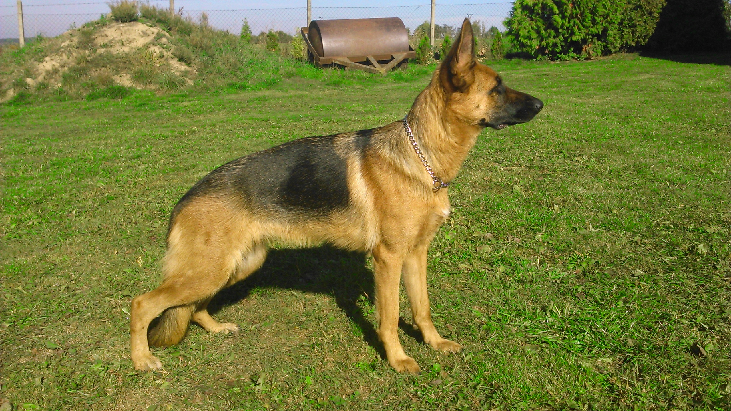 Gira z Likonu 1 rok