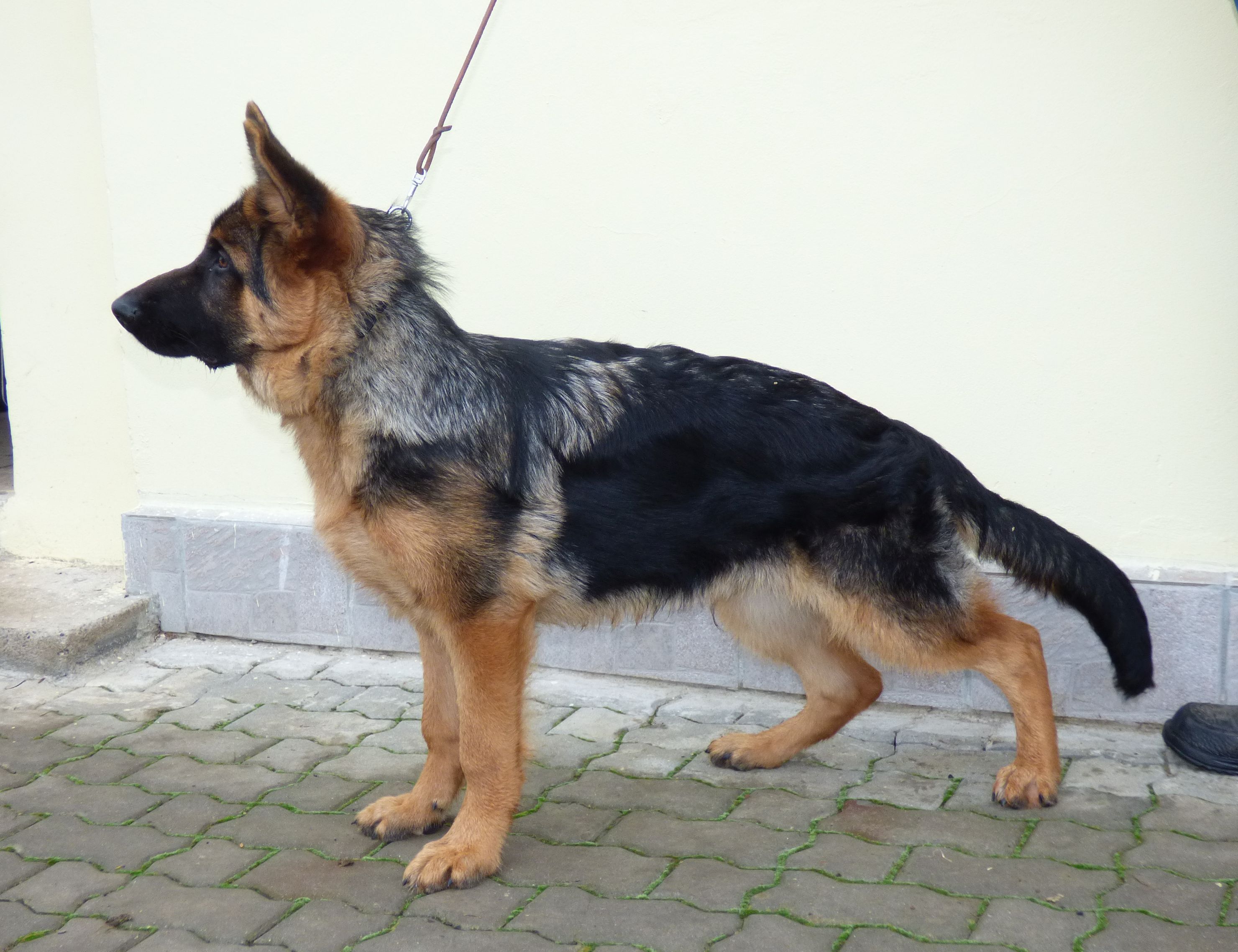 Jaggo 5 měs.