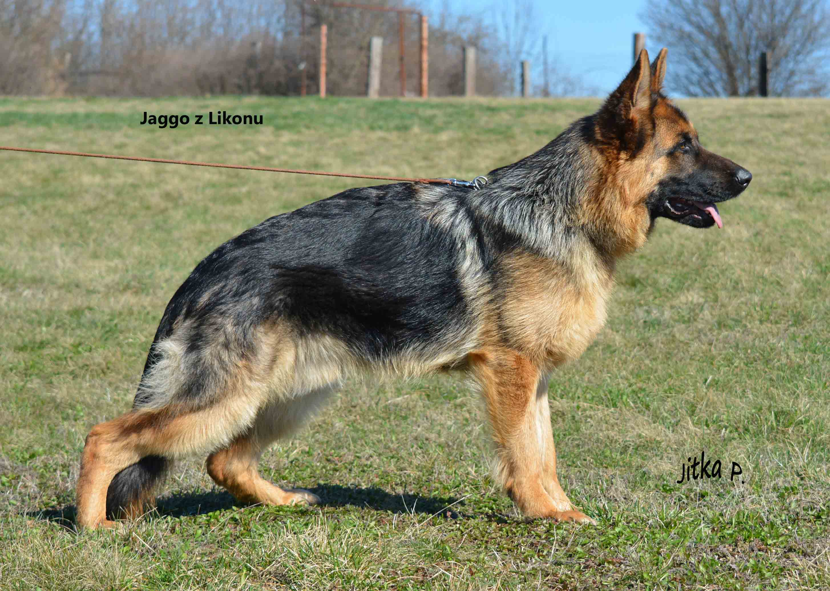 Jaggo 10 měsíců