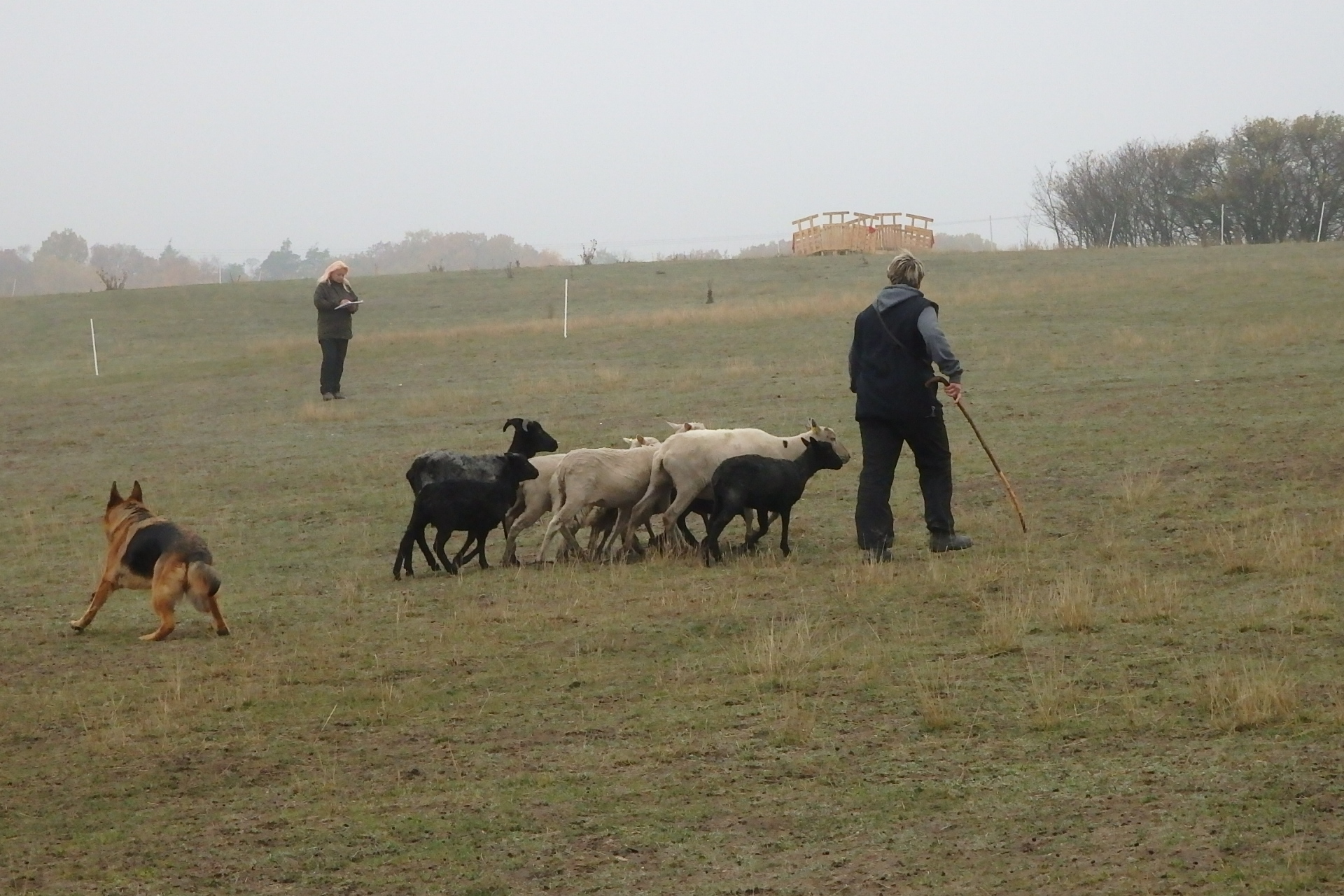 Diga pasení-farma Libušín - 3.místo