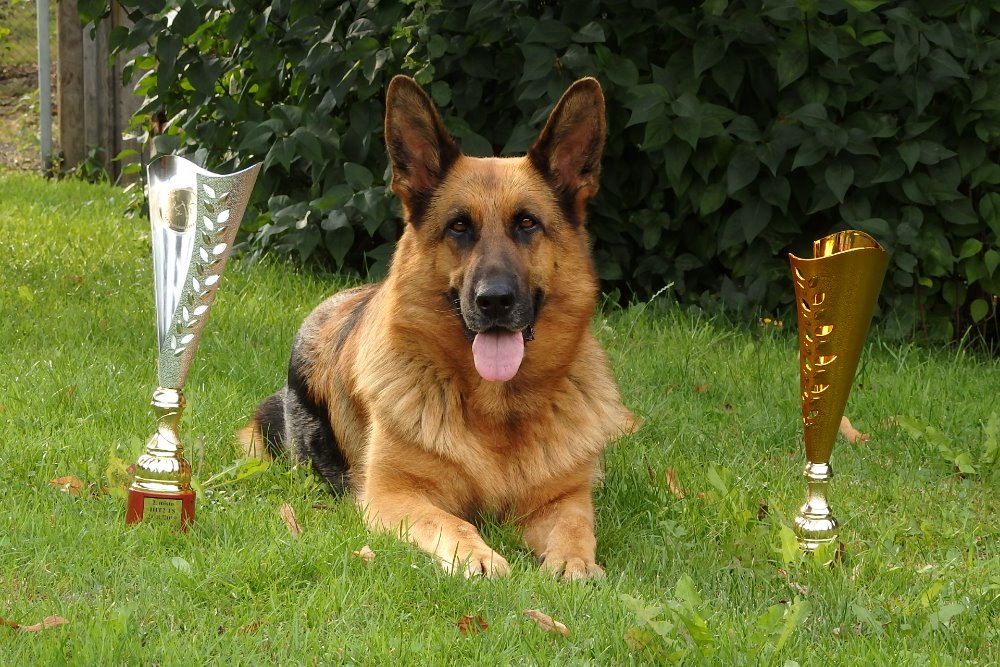Diga MČR 2019 IHT1- 3.místo, IHT2 - 2.místo