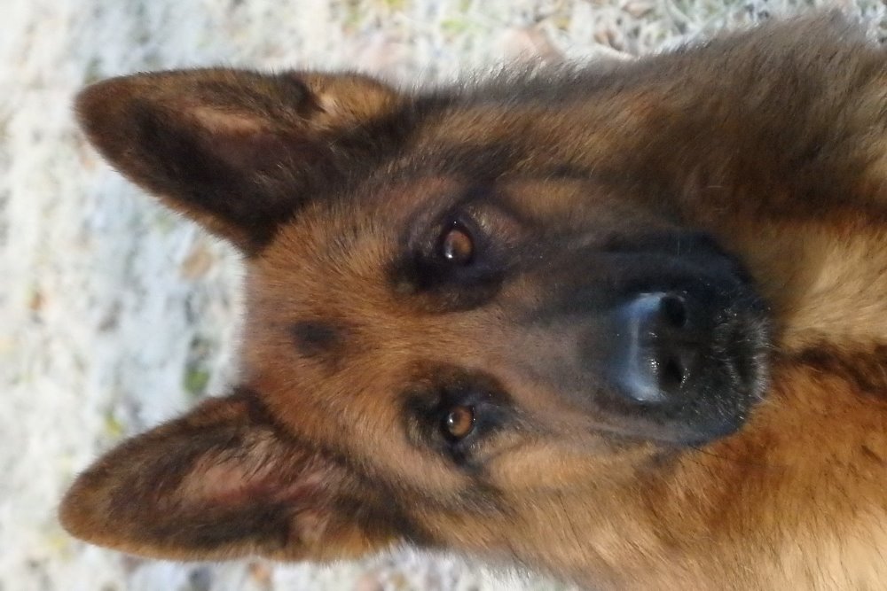 Kira hlava 2,5 roku