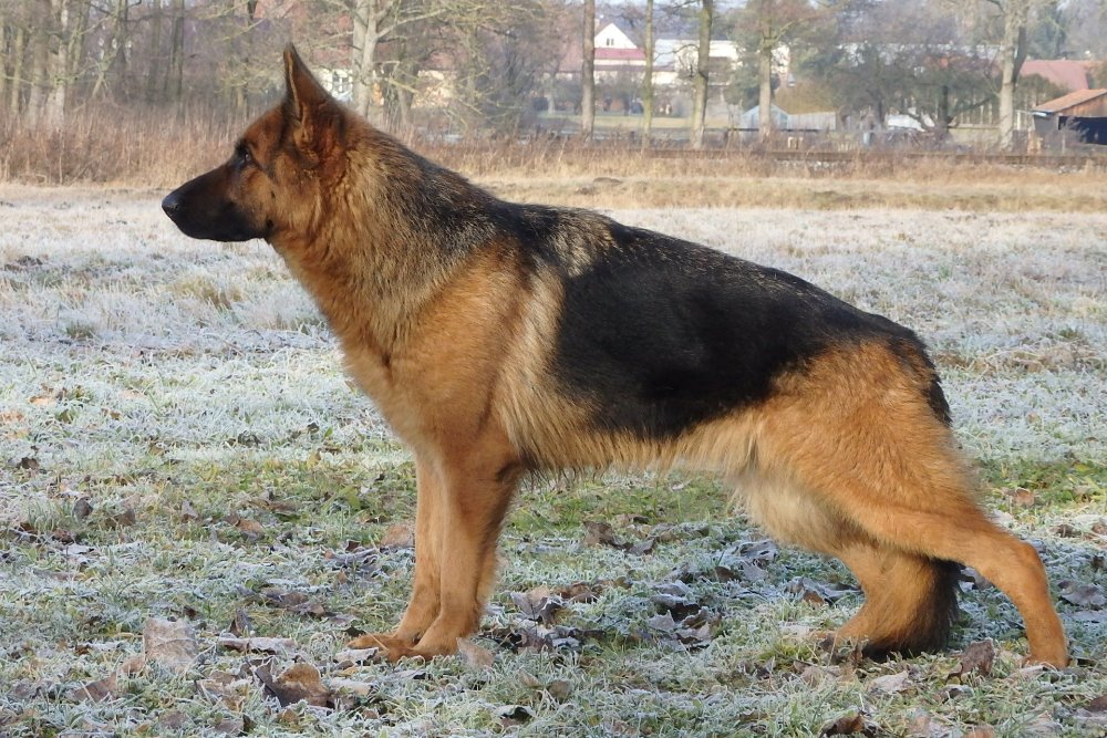 Kira postoj (2,5 roku
