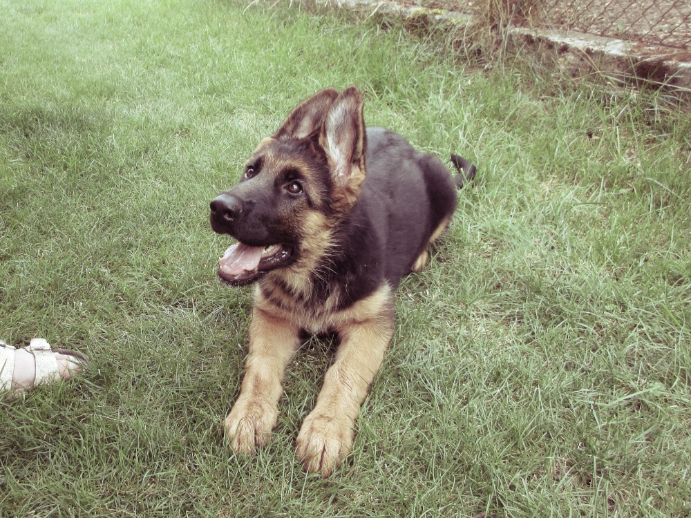 Amy 3měsíce (1).jfif